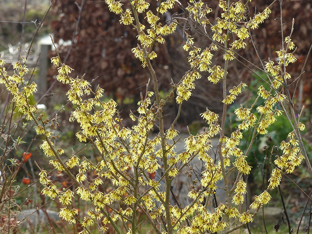 Provide year-round nectar