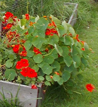 Sow Nasturtiums