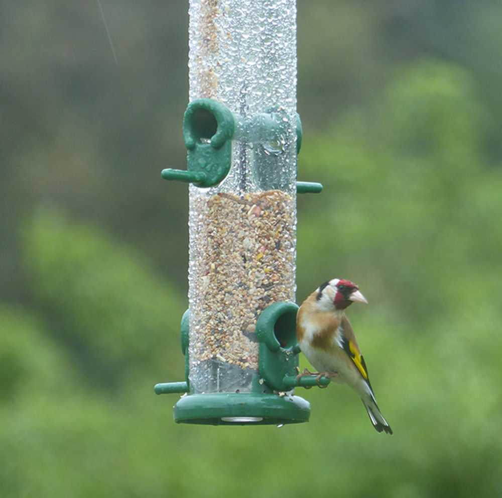 Cleaning Bird Feeders