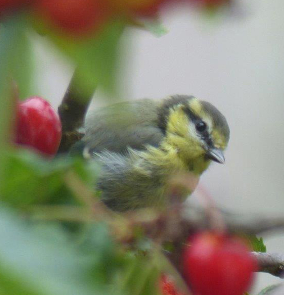 Caring for birds in Summer