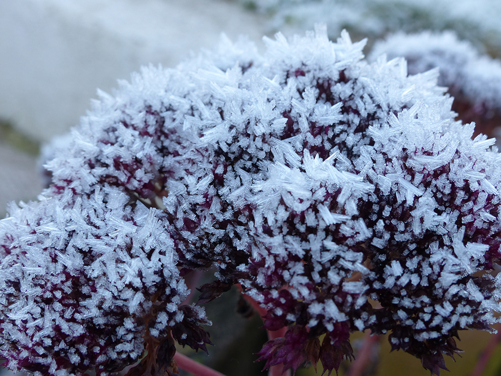 Leave Seed Heads