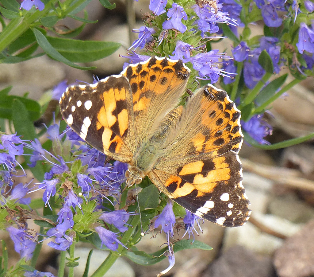 Found a Butterfly?