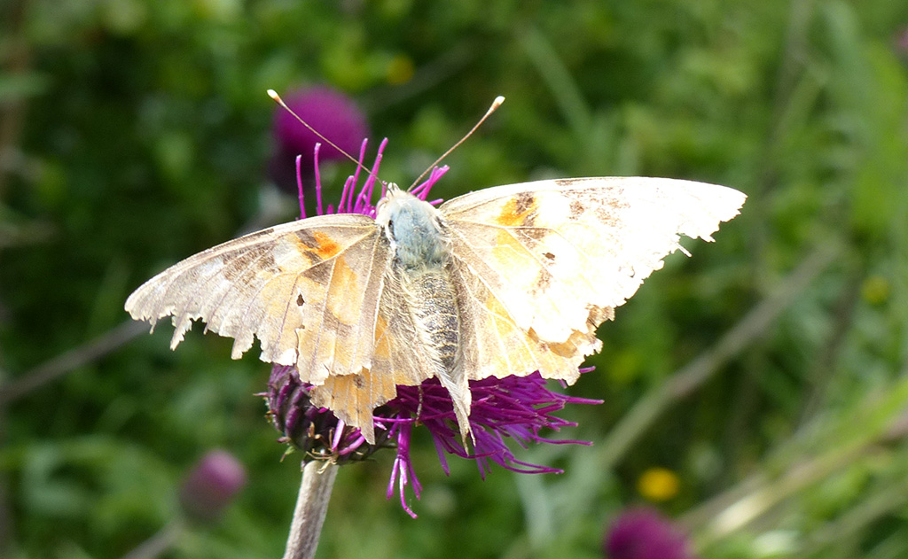 Feed butterflies in Autumn