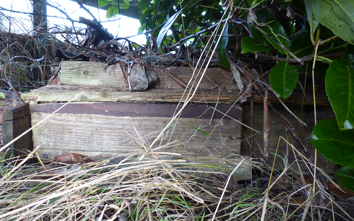 Provide a bed for Hedgehogs