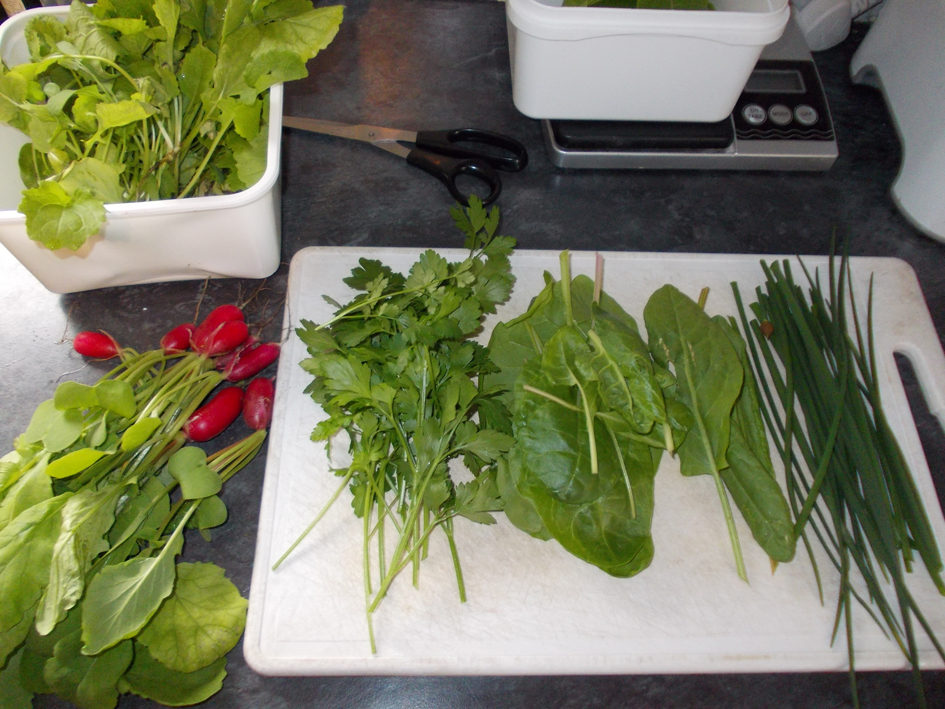 Greens from the Greenhouse Salad